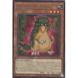 Maze of Muertos - Eucalyptus Mole